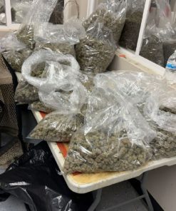 premium cheetah piss marijuana cannabis exotic weed strain