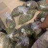 premium exotic apple gelato indoor infused flower marijuana cannabis hybrid strain
