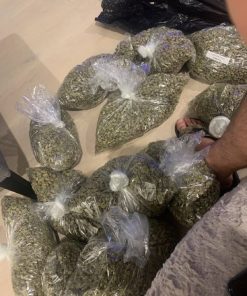 premium exotic apple gelato indoor infused flower marijuana cannabis hybrid strain