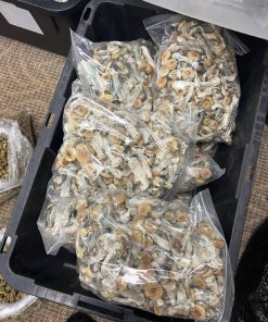 premium penis envy mushroom pounds